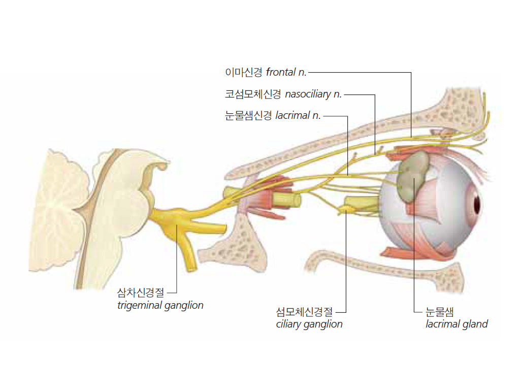 삼차신경 - 눈신경