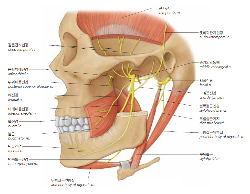 삼차신경 - 아래턱신경