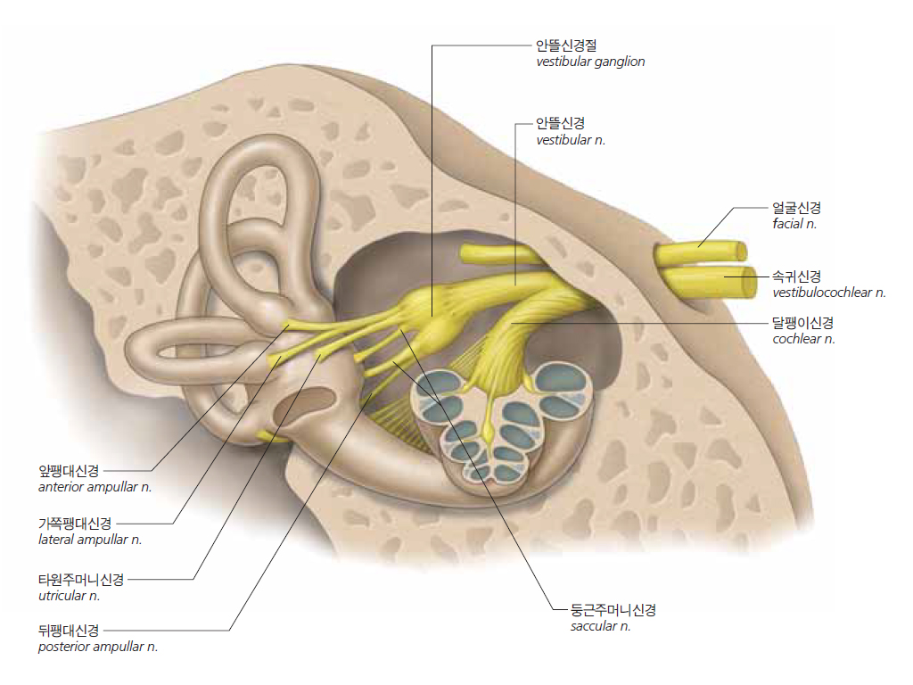 속귀신경