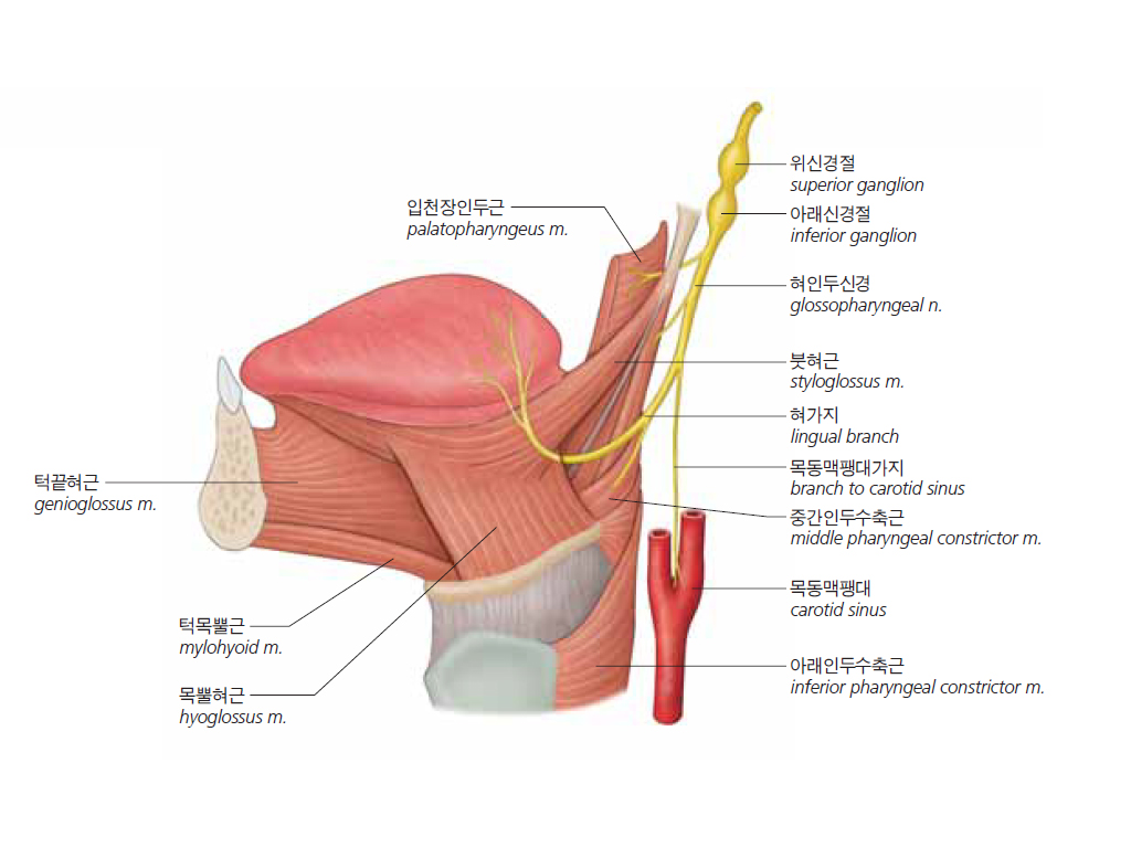 혀인두신경의 근육가지