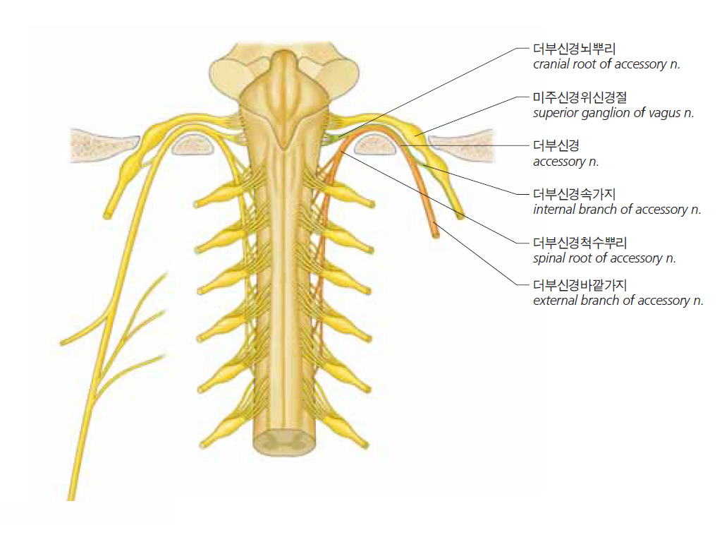 더부신경의 기원